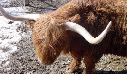 Yak Shaving